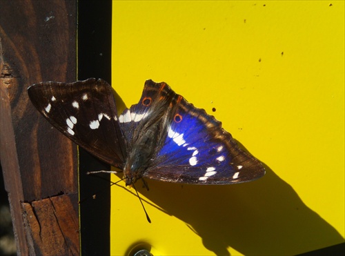 Papillon