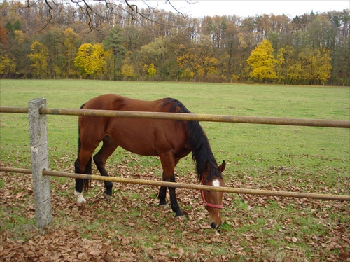 Koník