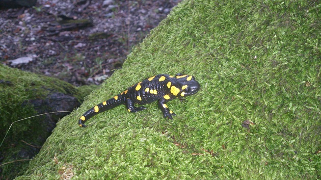 salamandra