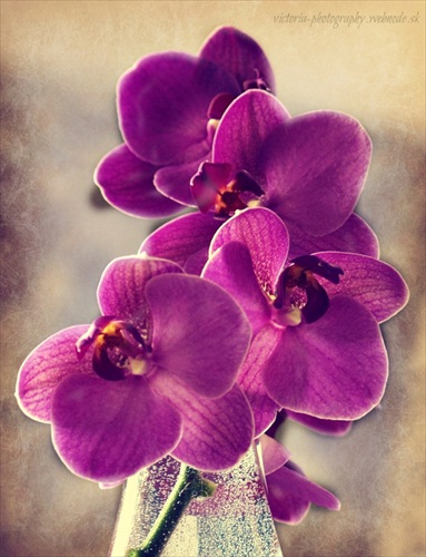 phalaenopsis.