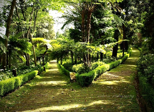 green paradise.