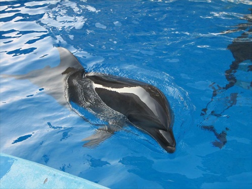 Delphinus