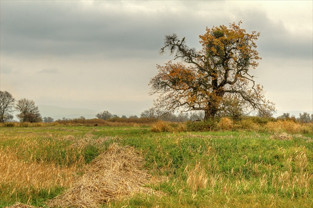 Opustený strom