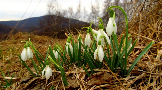 Snežienky