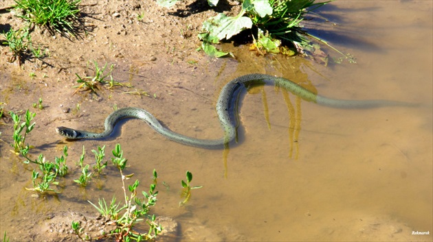 Užovka obojková