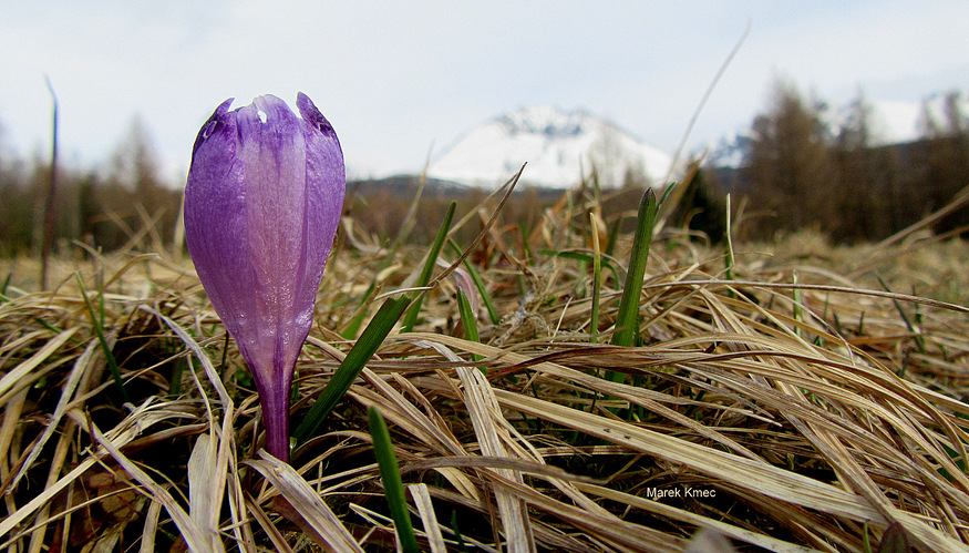 Šafrán