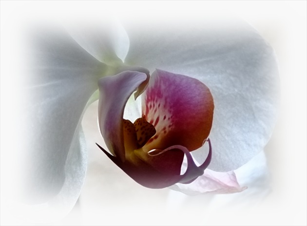 Orchidea