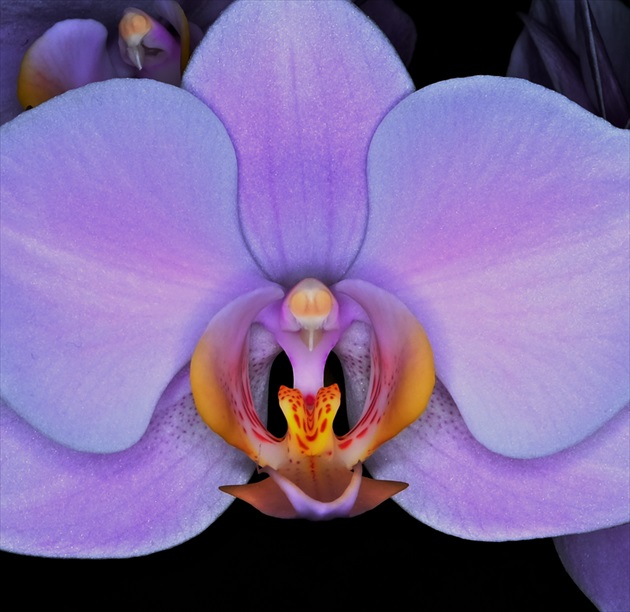 Orchidea