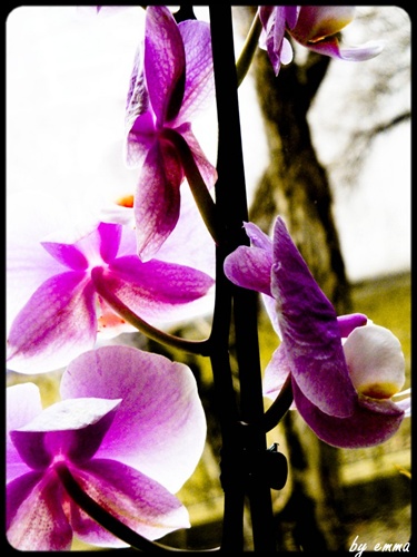 orchidea na okne