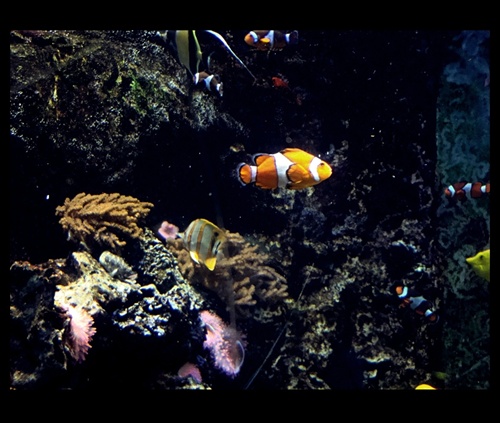 NEMO :)