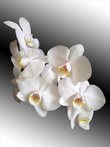 Orchidea