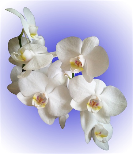 Orchidea 2