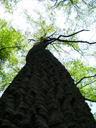 arboretum Mlyňany