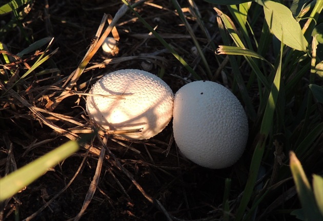 Prášnica (Lycoperdon sp.)