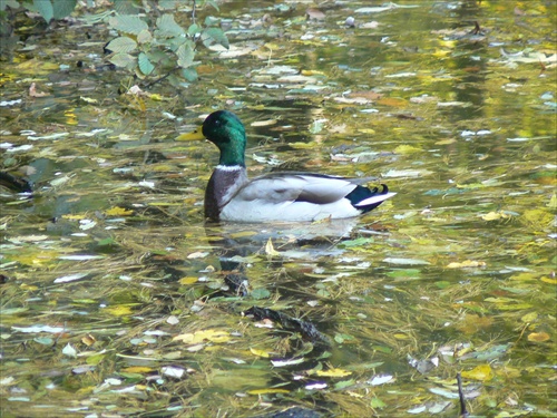 Jazierko - Železná studnička,foto oktober 2007