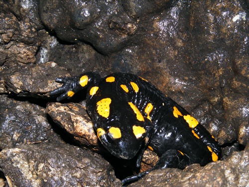 Salamandra 2