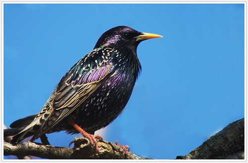 Škorec lesklý_Sturnus vulgaris