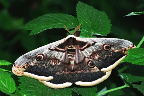 Okáň hruškový (Saturnia pyri)