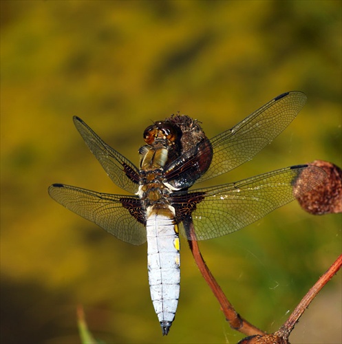 Vážka ploská (Libellula depressa)