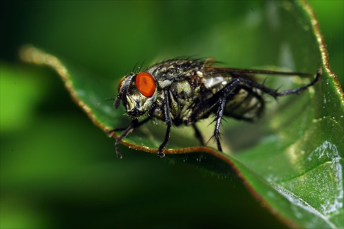 Mucha domáca - Musca domestica