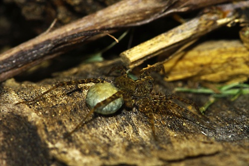 Sliedič - Pardosa lugubris