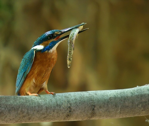 Alcedo atthis