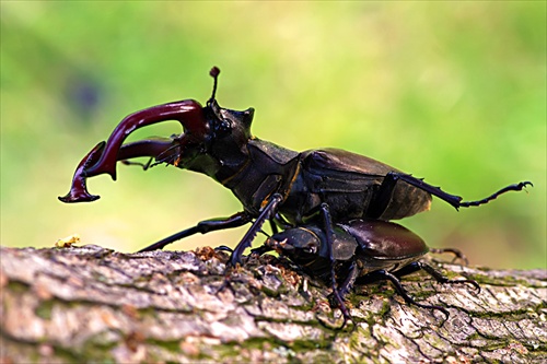 Roháč obecný (Lucanus cervus)