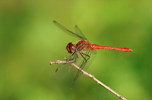 Vážka červená (Crocothemis erythraea)