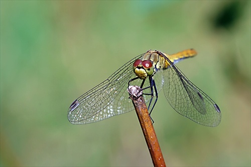 Vážka obecná (Sympetrum vulgatum)