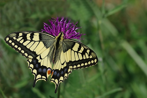 Vidlochvost feniklový (Papilio machaon)