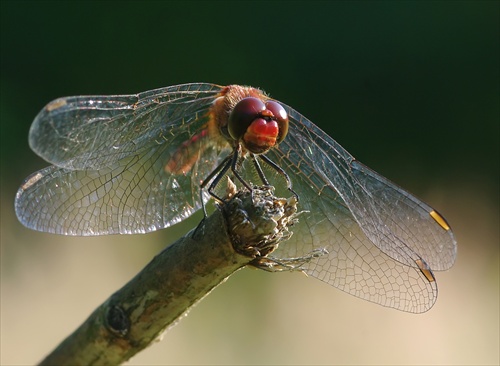 Vážka červená (Crocothemis erythraea)