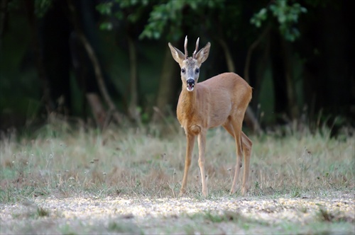 Srnec lesný (Capreolus capreolus)