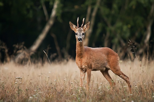 Srnec lesný (Capreolus capreolus)