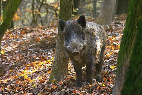 Sviňa divá (Sus scrofa)