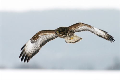 Myšiak lesný (Buteo buteo)