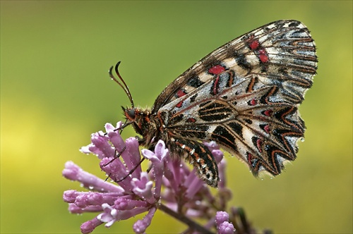 Zerynthia polyxena