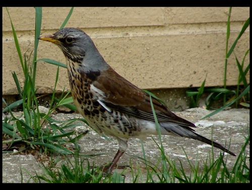 Turdus pilaris