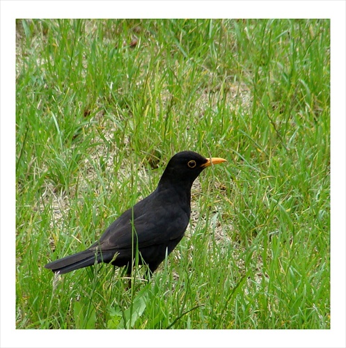 Turdus merula