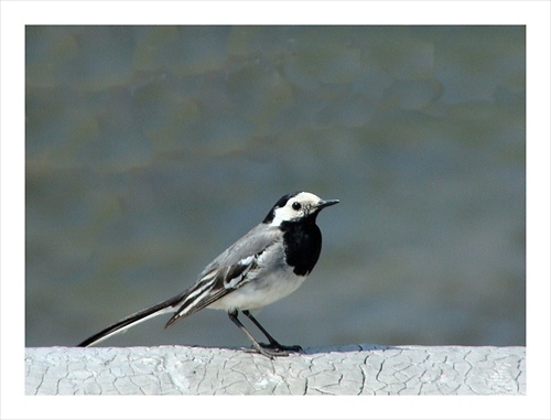 Motacilla alba