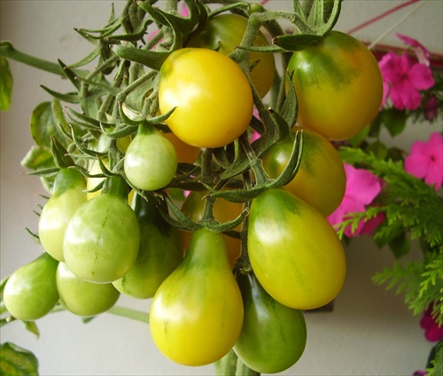 Balkonové paradajky 2