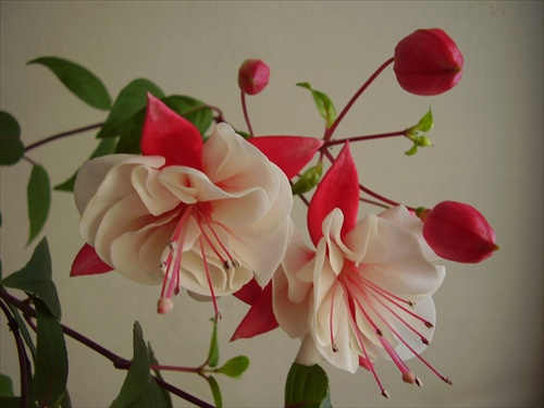 Fuchsia "Swingtime"