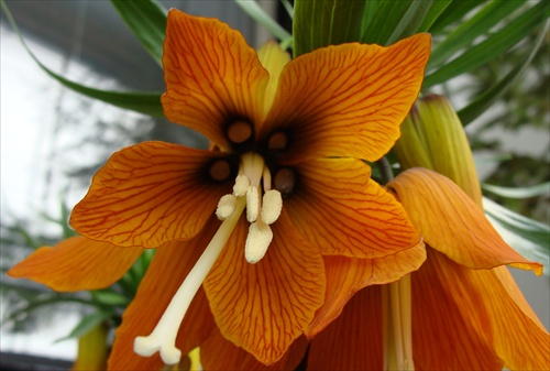 Fritillaria imperialis