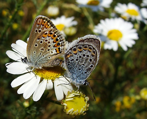 Motýlie duo