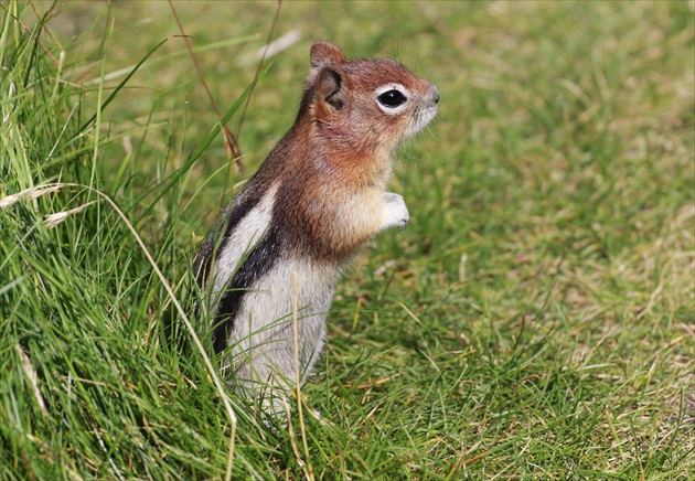 Chipmunk - malé, milé