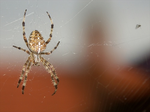 Caught in a Web