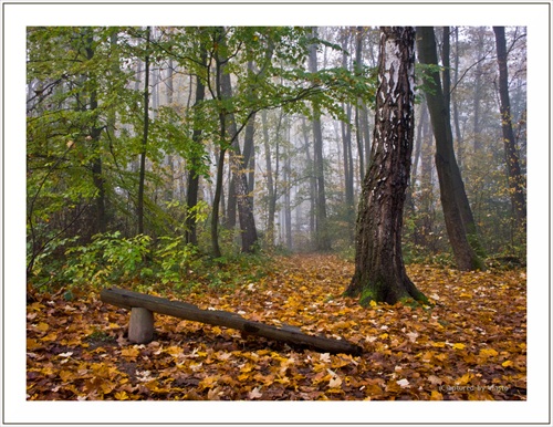 ... pocity októbrového rána II ...