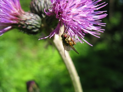 mucha na bodliaku macro