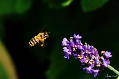 Levander and bee