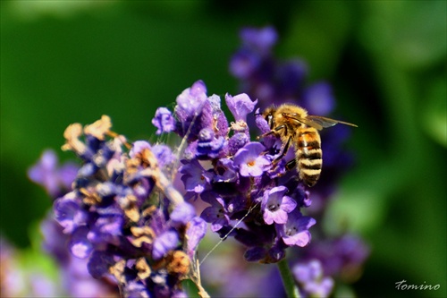 Levander and bee