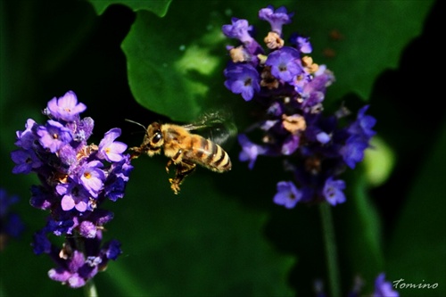 Levander and bee